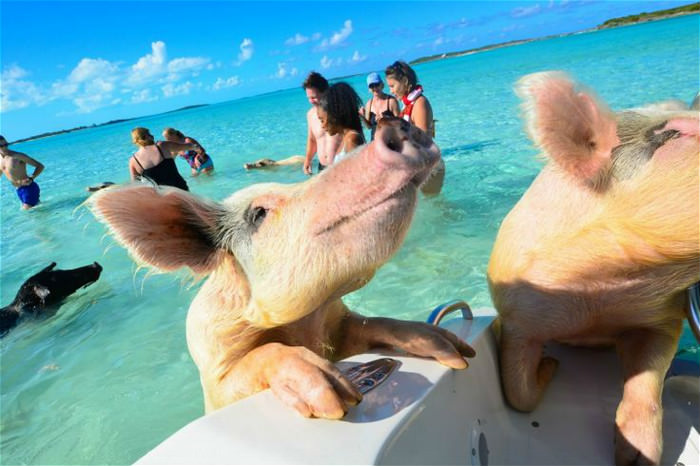 【暢遊南美】巴哈馬豬島Pig Island：跟豬一起游泳～Exuma、Staniel Cay搭機租船、預算、巴哈馬簽證全攻略。