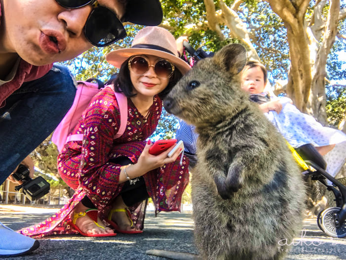 【西澳伯斯】必去羅特尼斯島，與世界上最開心動物Quokka零距離接觸。