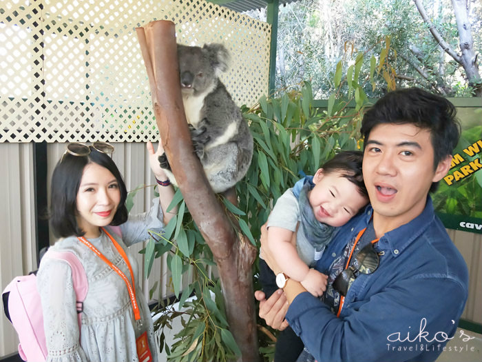 【西澳伯斯】親子必跟行程：伯斯企鵝島、野生動物園、巧克力莊園、酒廠一日遊。