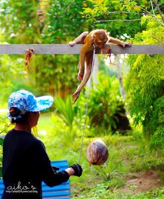 【泰國攀牙】拷索國家公園atchaprapa Dam看小桂林、逛古廟、First Moneky School猴子學校。