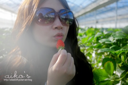【日本福島】藏王樹冰雪怪遊～大野觀光草莓園、米澤牛肉鍋。