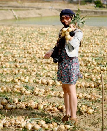 【屏東車城】田埂裡的寶石～農民們齊力採收洋蔥的感動！