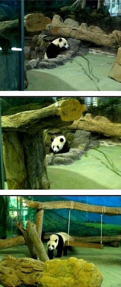 【合作提案】熊貓守護使，讓熱愛動物的你，可以跟全世界的熊貓擁抱！